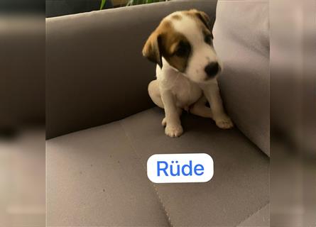 Jetzt sind  noch zwei Rüden  Parson russell Terrier Welpen frei