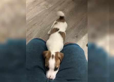 Jetzt sind  noch zwei Rüden  Parson russell Terrier Welpen frei