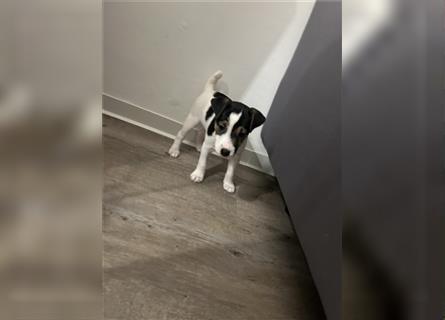 Jetzt sind  noch zwei Rüden  Parson russell Terrier Welpen frei