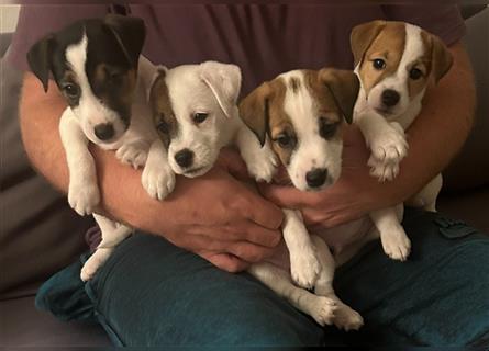 Jetzt sind noch zwei Rüden  Parsons Russell Terrier Welpen