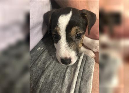 Jetzt sind noch zwei Rüden  Parsons Russell Terrier Welpen