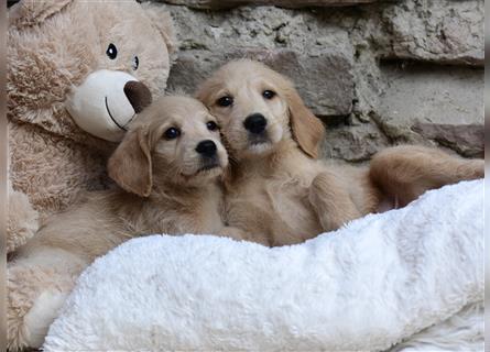 Wunderschöne Labradoodlewelpen (F1) suchen noch ein Zuhause!