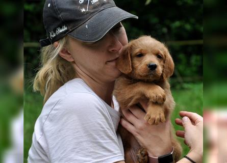 Wunderschöne Labradoodlewelpen (F1) suchen noch ein Zuhause!