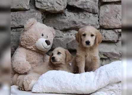 Wunderschöne Labradoodlewelpen (F1) suchen noch ein Zuhause!