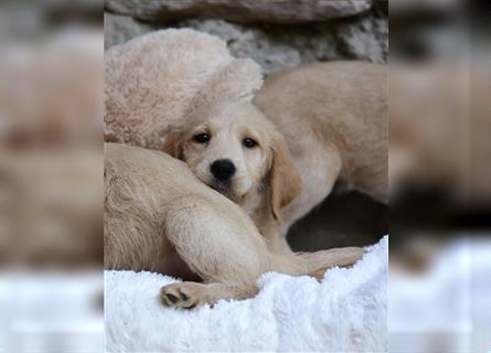 Wunderschöne Labradoodlewelpen (F1) suchen noch ein Zuhause!