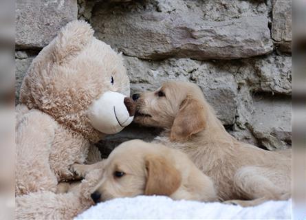 Wunderschöne Labradoodlewelpen (F1) suchen noch ein Zuhause!