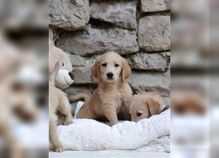 Wunderschöne Labradoodlewelpen (F1) suchen noch ein Zuhause!