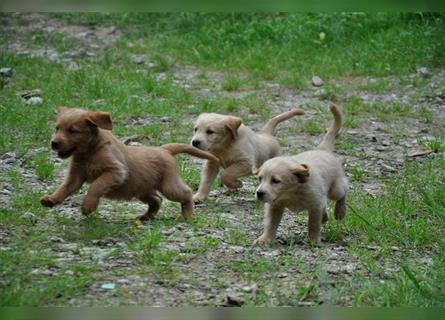 Wunderschöne Labradoodlewelpen (F1) suchen noch ein Zuhause!