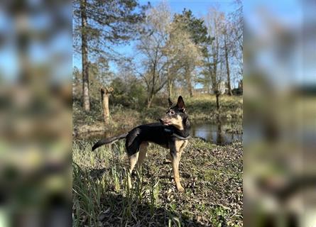 Schäferhund/Malinois Mix sucht ein neues Zuhause