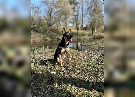 Schäferhund/Malinois Mix sucht ein neues Zuhause