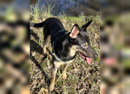 Schäferhund/Malinois Mix sucht ein neues Zuhause