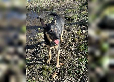 Schäferhund/Malinois Mix sucht ein neues Zuhause