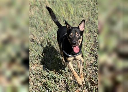 Schäferhund/Malinois Mix sucht ein neues Zuhause