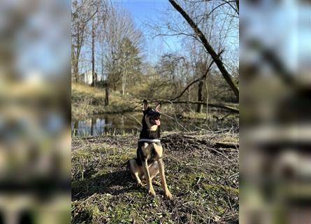 Schäferhund/Malinois Mix sucht ein neues Zuhause