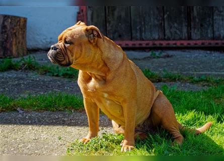 Continental Bulldog Welpen mit Ahnentafel aus kontrollierter und sehr liebevoller Zucht