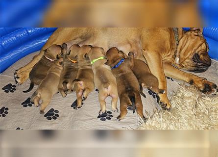 Continental Bulldog Welpen mit Ahnentafel aus kontrollierter und sehr liebevoller Zucht