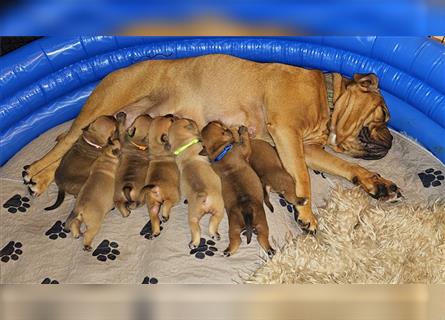 Continental Bulldog Welpen mit Ahnentafel aus kontrollierter und sehr liebevoller Zucht