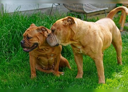 Continental Bulldog Welpen mit Ahnentafel aus kontrollierter und sehr liebevoller Zucht