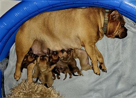 Continental Bulldog Welpen mit Ahnentafel aus kontrollierter und sehr liebevoller Zucht