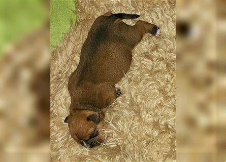 Continental Bulldog Welpen mit Ahnentafel aus kontrollierter und sehr liebevoller Zucht