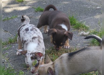 Liebe Chihuahuawelpen in Kurzhaar