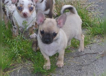 Liebe Chihuahuawelpen in Kurzhaar