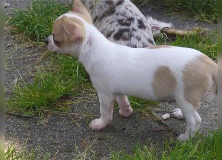 Liebe Chihuahuawelpen in Kurzhaar