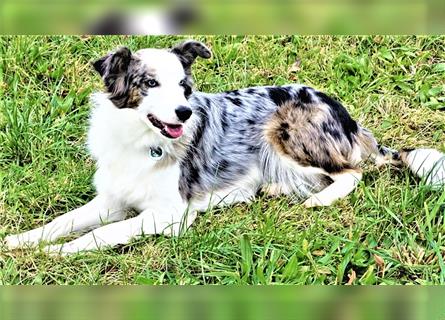 Verkaufe Reinrassige Border Collie Welpen