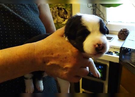 Verkaufe Reinrassige Border Collie Welpen