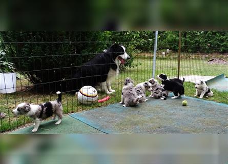 Verkaufe Reinrassige Border Collie Welpen