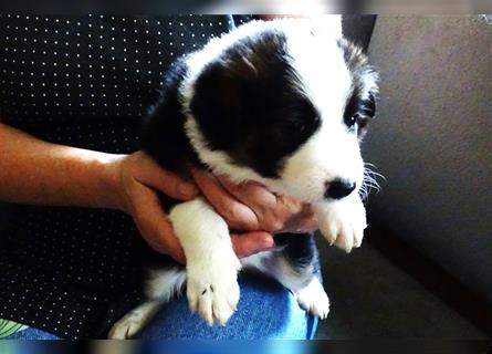 Verkaufe Reinrassige Border Collie Welpen