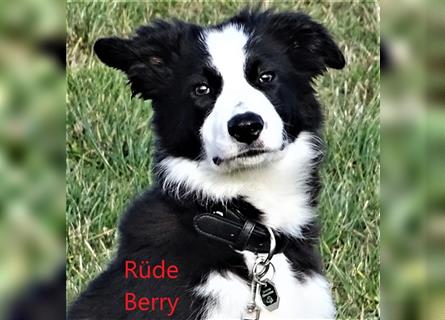 Verkaufe Reinrassige Border Collie Welpen