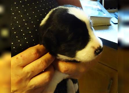 Verkaufe Reinrassige Border Collie Welpen