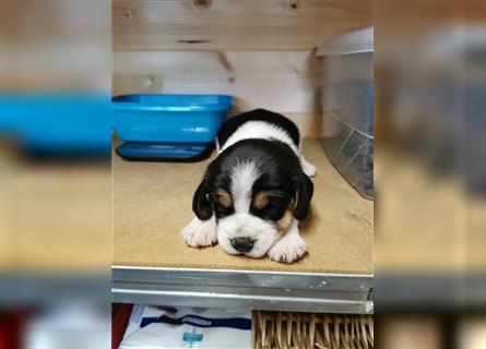 Beagle Tricolor Welpen