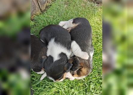 Beagle Tricolor Welpen