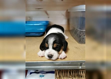 Beagle Tricolor Welpen