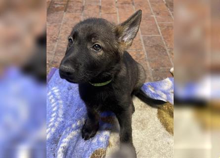 Graue Deutsche Schäferhund Welpen