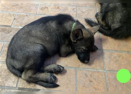 Graue Deutsche Schäferhund Welpen