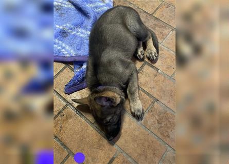 Graue Deutsche Schäferhund Welpen