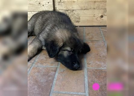 Graue Deutsche Schäferhund Welpen