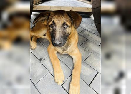 Malinois Belgischer Schäferhund Welpen