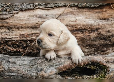 Golden Retriever Welpen - Hündin