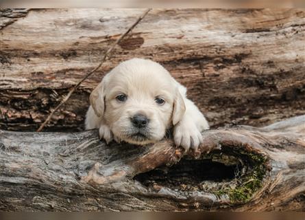 Golden Retriever Welpen - Hündin