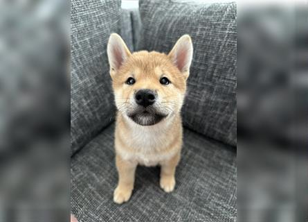 REINRASSIGE SHIBA INU WELPEN