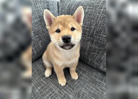 REINRASSIGE SHIBA INU WELPEN