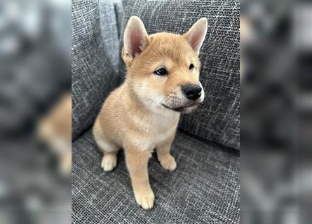 REINRASSIGE SHIBA INU WELPEN