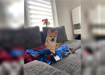 REINRASSIGE SHIBA INU WELPEN