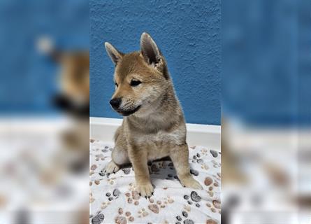 REINRASSIGE SHIBA INU WELPEN