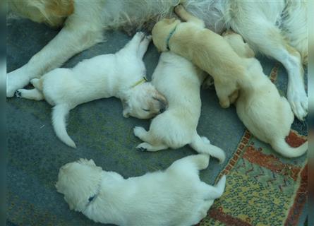 Golden Retriever Welpen mit Ahnentafel Gesundheitszeugniss