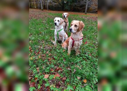 Golden Retriever Welpen mit Ahnentafel Gesundheitszeugniss